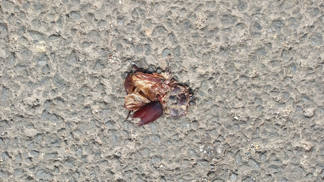 Oryctes nasicornis - orrszarvú bogár