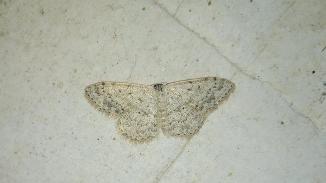 Scopula marginepunctata - pettyes sávosaraszoló