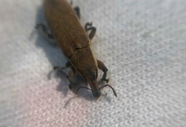 Lixus vilis - gémorr-dudvabarkó