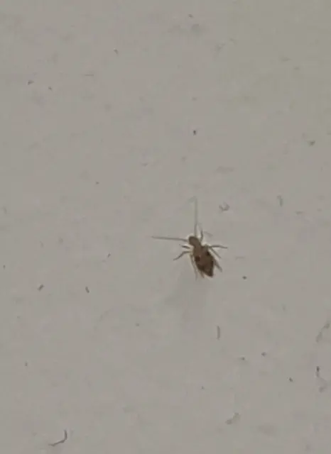 Psocoptera - Fürgetetvek