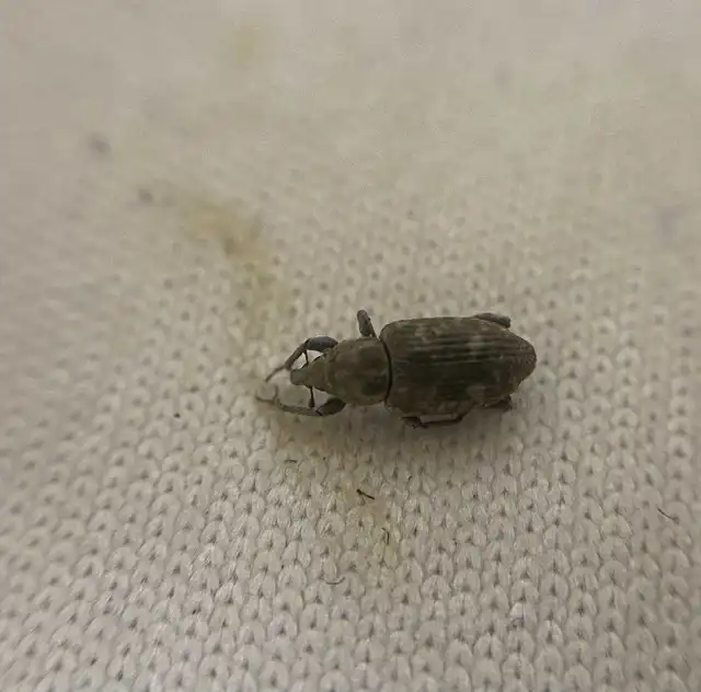 Bagous argillaceus - lakkfényű víziormányos Bagous argillaceus - lakkfényű víziormányos