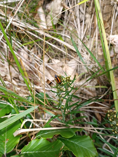 Stenurella melanura - feketevégű karcsúcincér