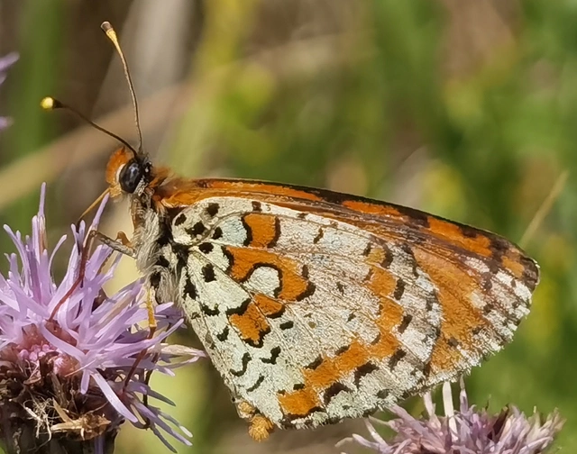 Melitaea didyma - tüzes tarkalepke