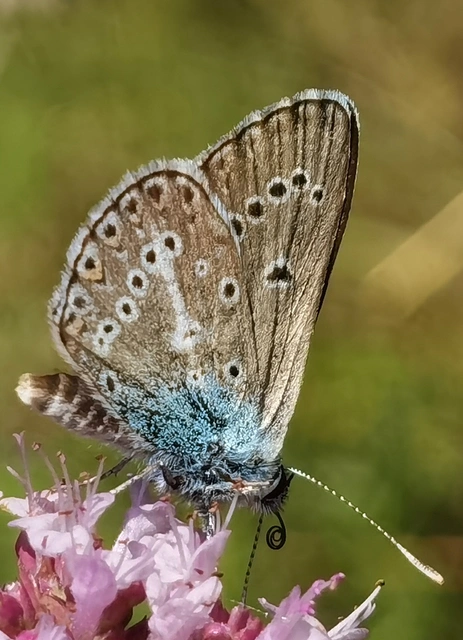 Eumedonia eumedon - gólyaorr-boglárka