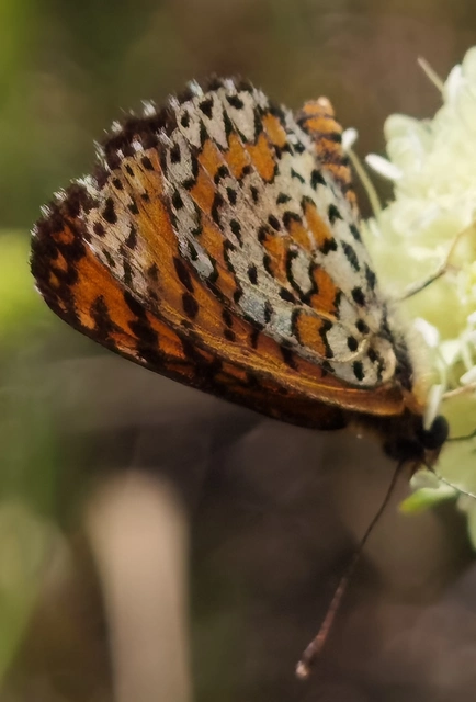Melitaea trivia - kis tarkalepke