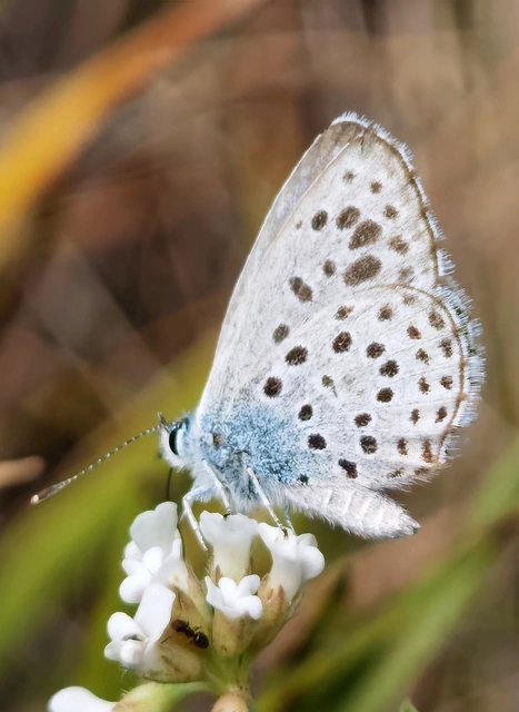Phengaris arion - nagyfoltú hangyaboglárka