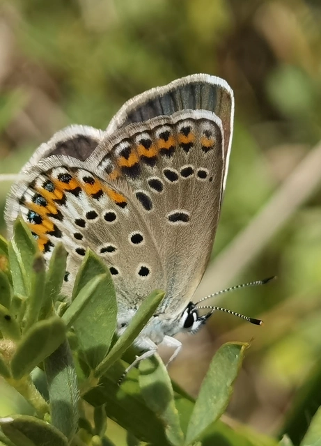 Plebejus argyrognomon - tintakék boglárka
