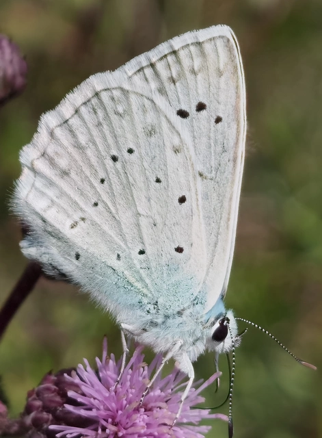 Polyommatus daphnis - csipkés boglárka