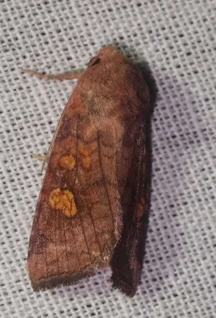 Amphipoea fucosa - hamiskás lápibagoly