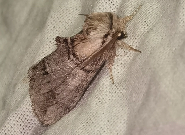 Drymonia velitaris - hegyi púposszövő