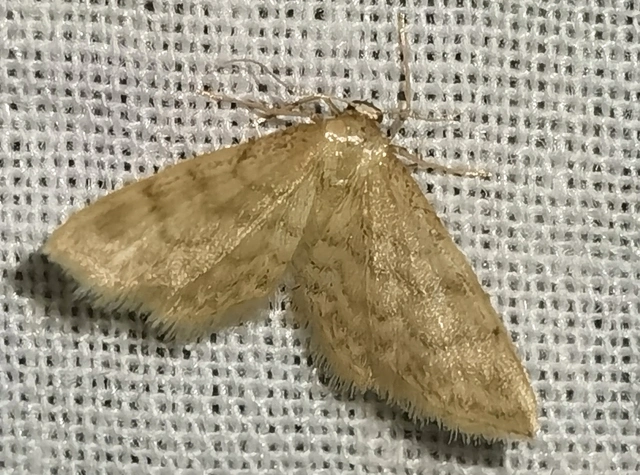 Idaea dilutaria - napvirág-apróaraszoló