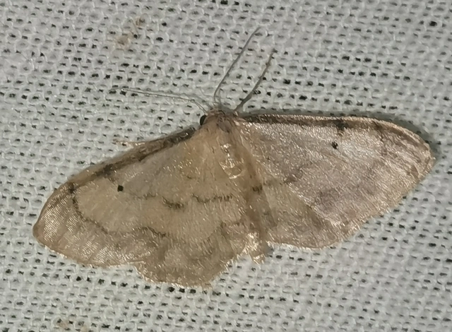 Idaea politaria - vonalas apróaraszoló