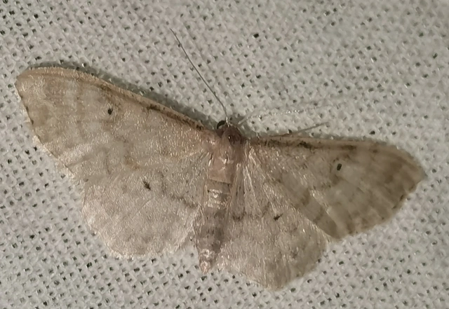 Idaea fuscovenosa - szürkeszélű apróaraszoló