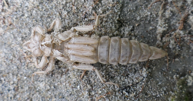 Gomphus flavipes - sárgalábú folyami-szitakötő Gomphus flavipes - sárgalábú folyami-szitakötő