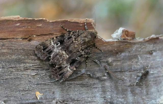 Amphipyra berbera/pyramidea