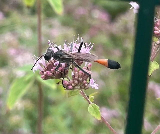 Ammophila sabulosa - homoki hernyóölődarázs