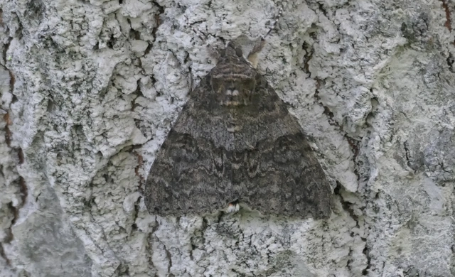 Catocala nupta - piros övesbagoly