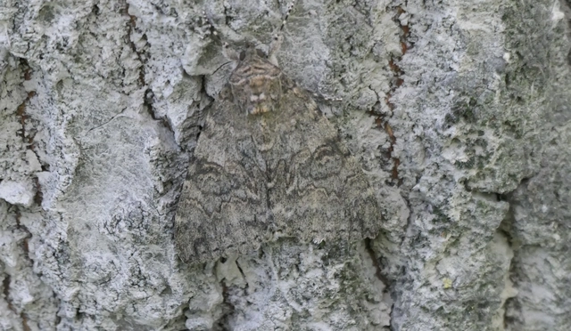 Catocala nupta - piros övesbagoly