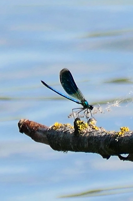 Calopteryx splendens - sávos szitakötő