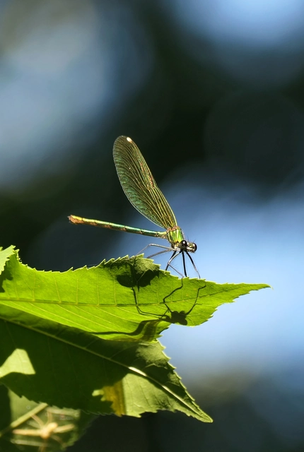 Calopteryx splendens - sávos szitakötő