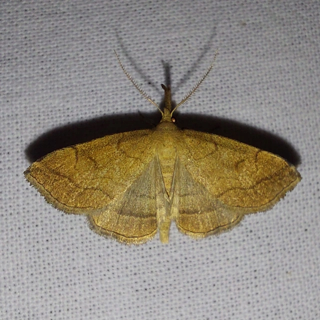 Polypogon gryphalis - láperdei karcsúbagoly