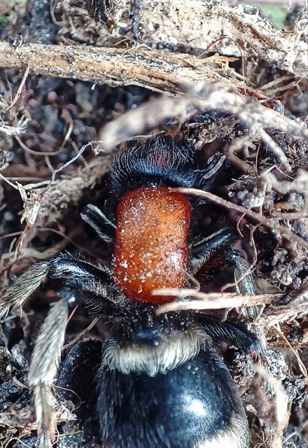 Mutilla marginata - hegyi hangyadarázs