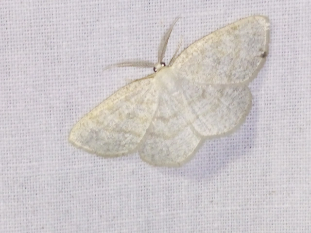 Cabera exanthemata - pettyes égeraraszoló