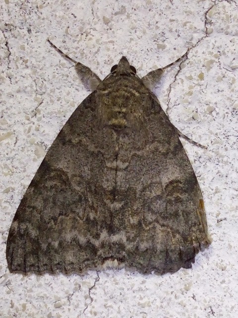 Catocala nupta - piros övesbagoly