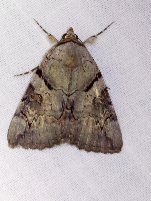 Catocala hymenaea - kökény-övesbagoly