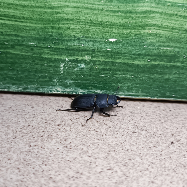 Dorcus parallelipipedus - kis szarvasbogár