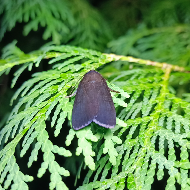 Amphipyra livida - zsírfényű bagoly