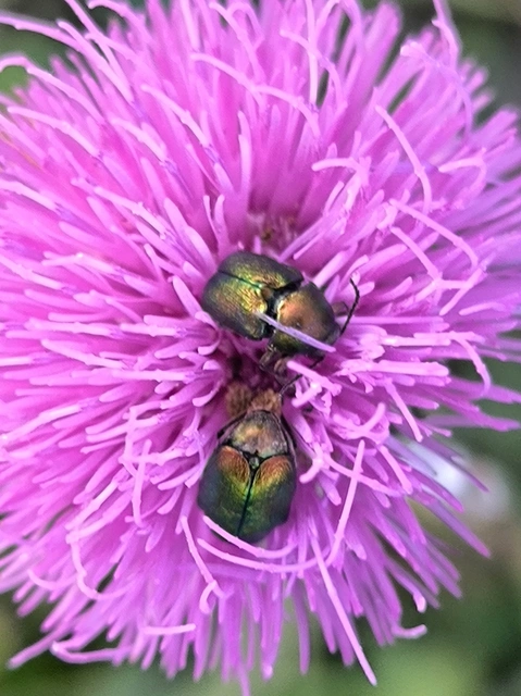 Cryptocephalus