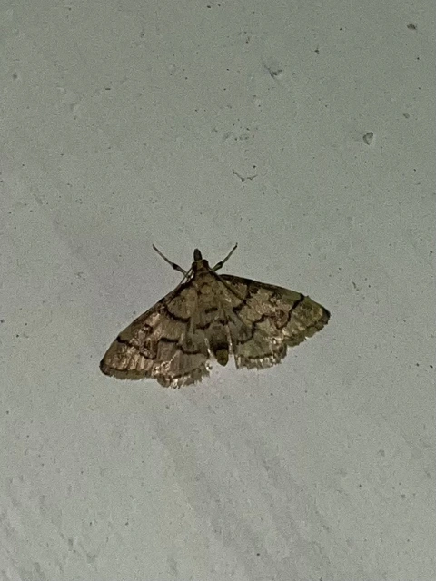 Metasia ophialis - kígyósávos tűzmoly
