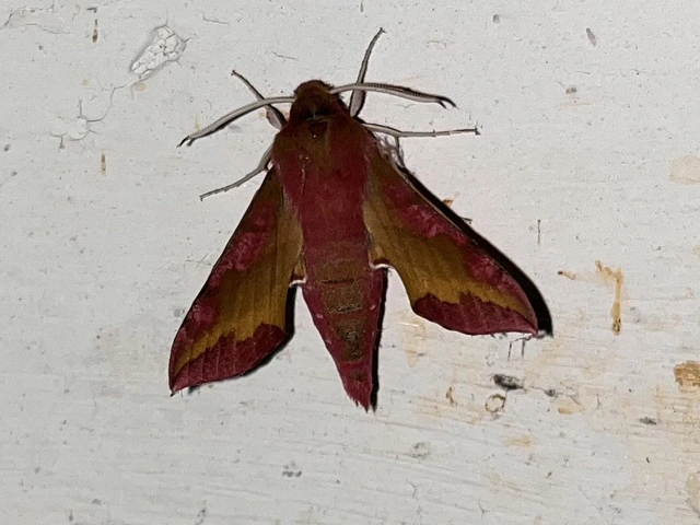 Deilephila porcellus - piros szender