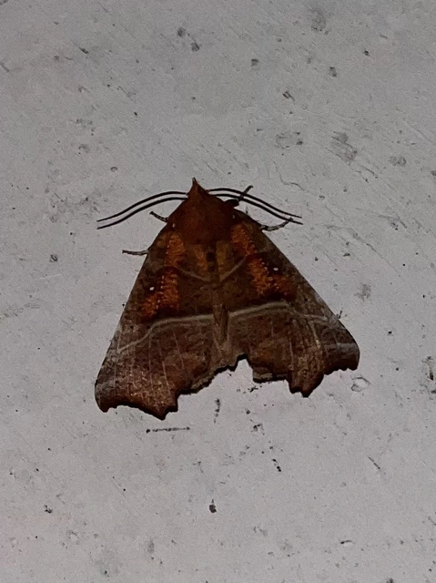 Scoliopteryx libatrix - vörös csipkésbagoly