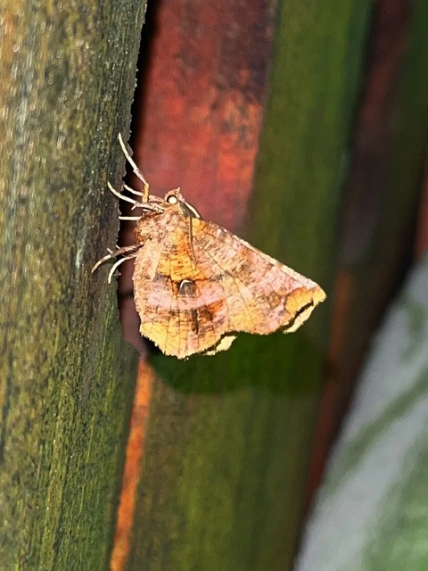 Selenia dentaria - kétfoltos holdasaraszoló