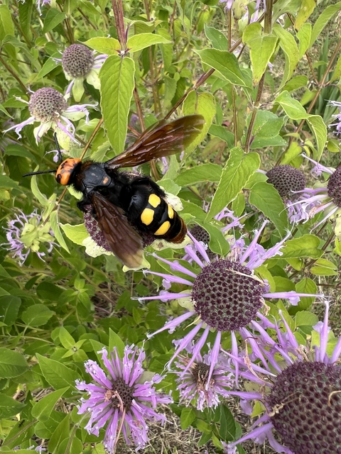 Megascolia maculata - óriás-tőrösdarázs