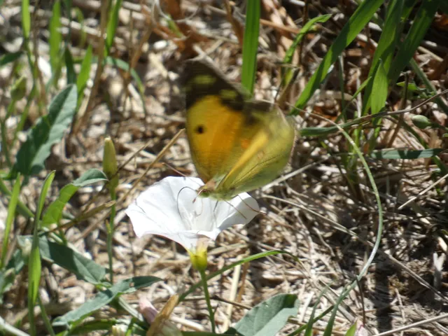 Colias croceus - sáfránylepke
