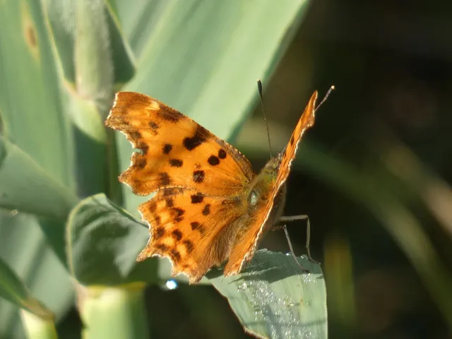 Nymphalis c-album - C-betűs lepke