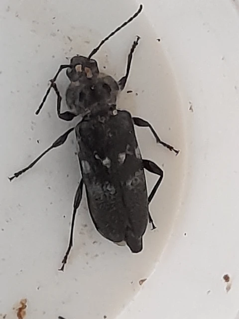 Hylotrupes bajulus - házicincér