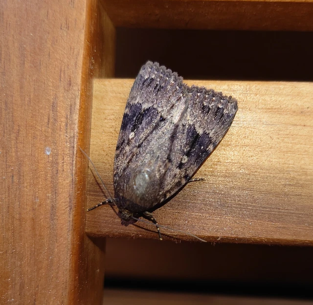Amphipyra berbera/pyramidea