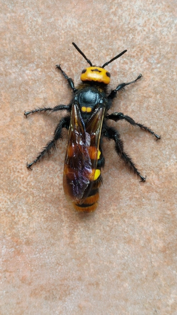 Megascolia maculata - óriás-tőrösdarázs