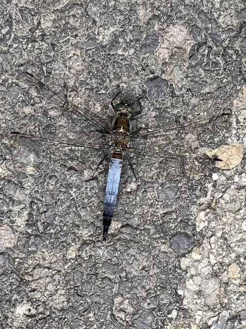 Orthetrum cancellatum - feketefarkú pásztorszitakötő