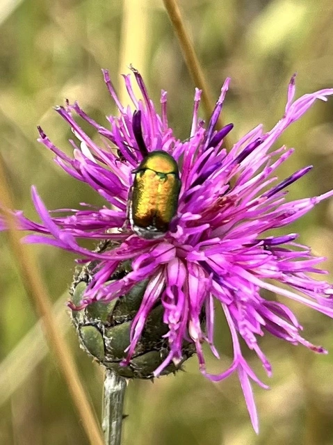 Cryptocephalus