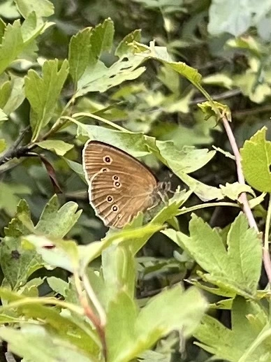 Aphantopus hyperanthus - közönséges ökörszemlepke