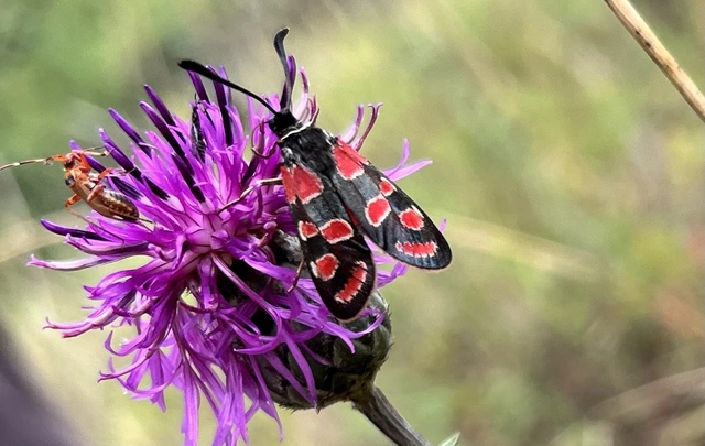 Zygaena carniolica - fehérgyűrűs csüngőlepke