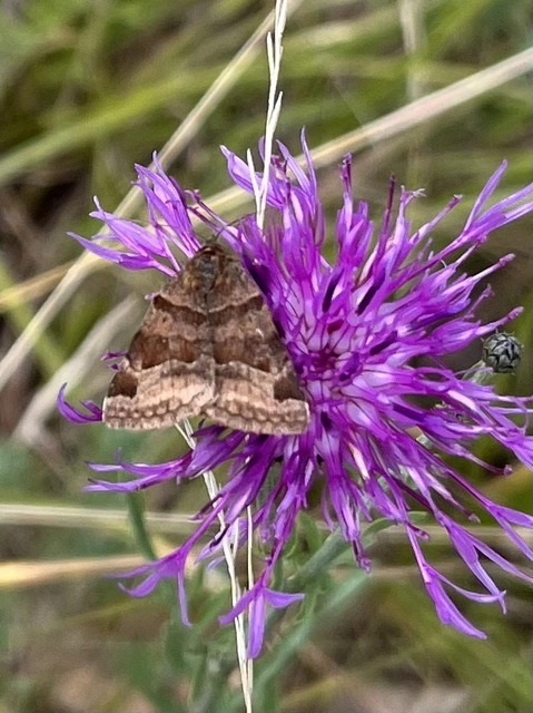 Euclidia glyphica - közönséges nappalibagoly