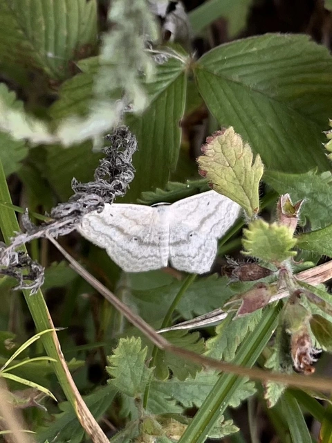 Scopula nigropunctata - feketepettyes araszoló