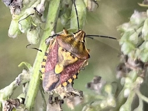 Carpocoris Carpocoris