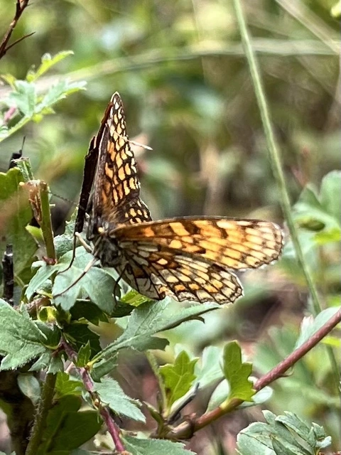 Melitaea athalia - közönséges tarkalepke
